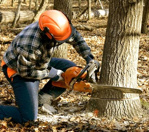 Tree Removal in Lexington, TX